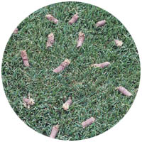 Belle Plaine turfgrass aeration and seeding