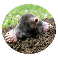 Belle Plaine mole & grub control