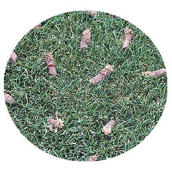 Belle Plaine spring touch aeration and seeding