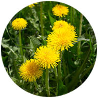 Belle Plaine grass weed control